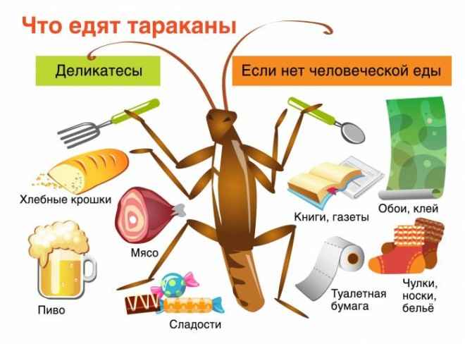 На фото описано питание тараканов